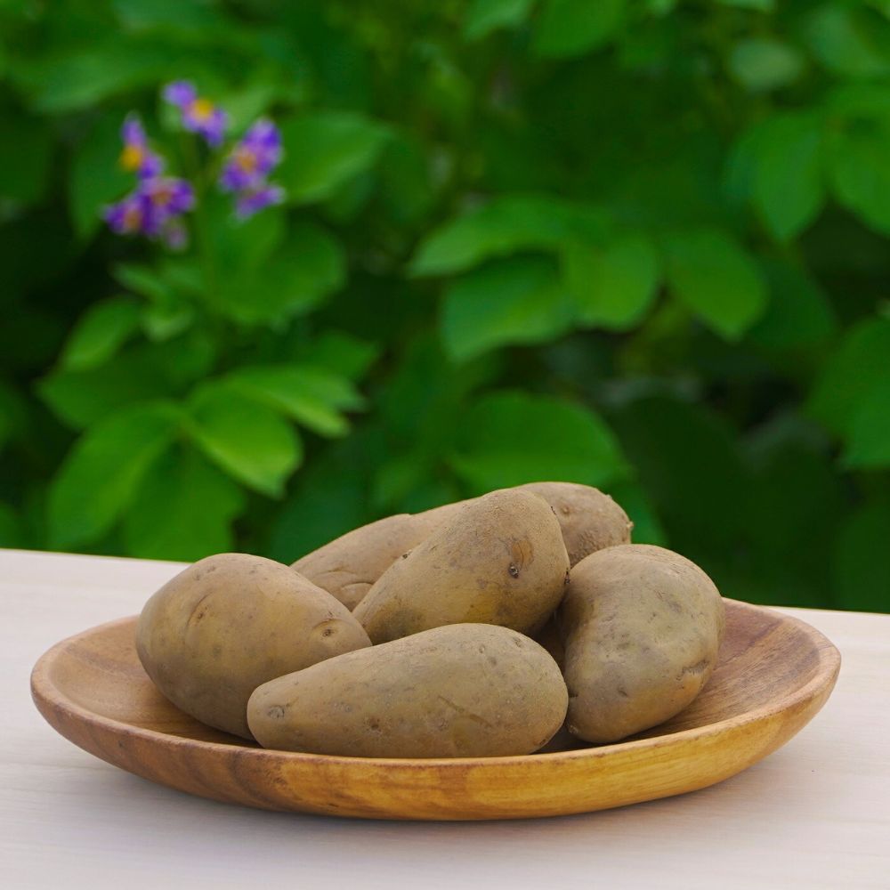 【ふるさと納税】【北海道】氷室熟成あつまいも(メークイン)9.5kg×1箱《厚真町》【株式会社伝平さんの畑】 じゃがいも ジャガイモ メークイン 芋 熟成 熟成...