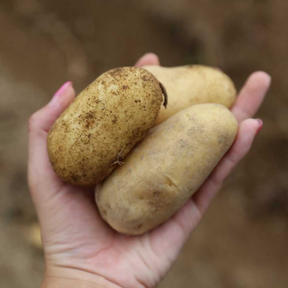 【ふるさと納税】【2026年10月中旬頃発送予定】 先行予約 北海道 厚真ファームのこだわりじゃがいも メークイン10kg《厚真町》【(株)厚真ファーム】令和8年産 ジャガイモ 芋 いも [AXAE002] 8000 8000円