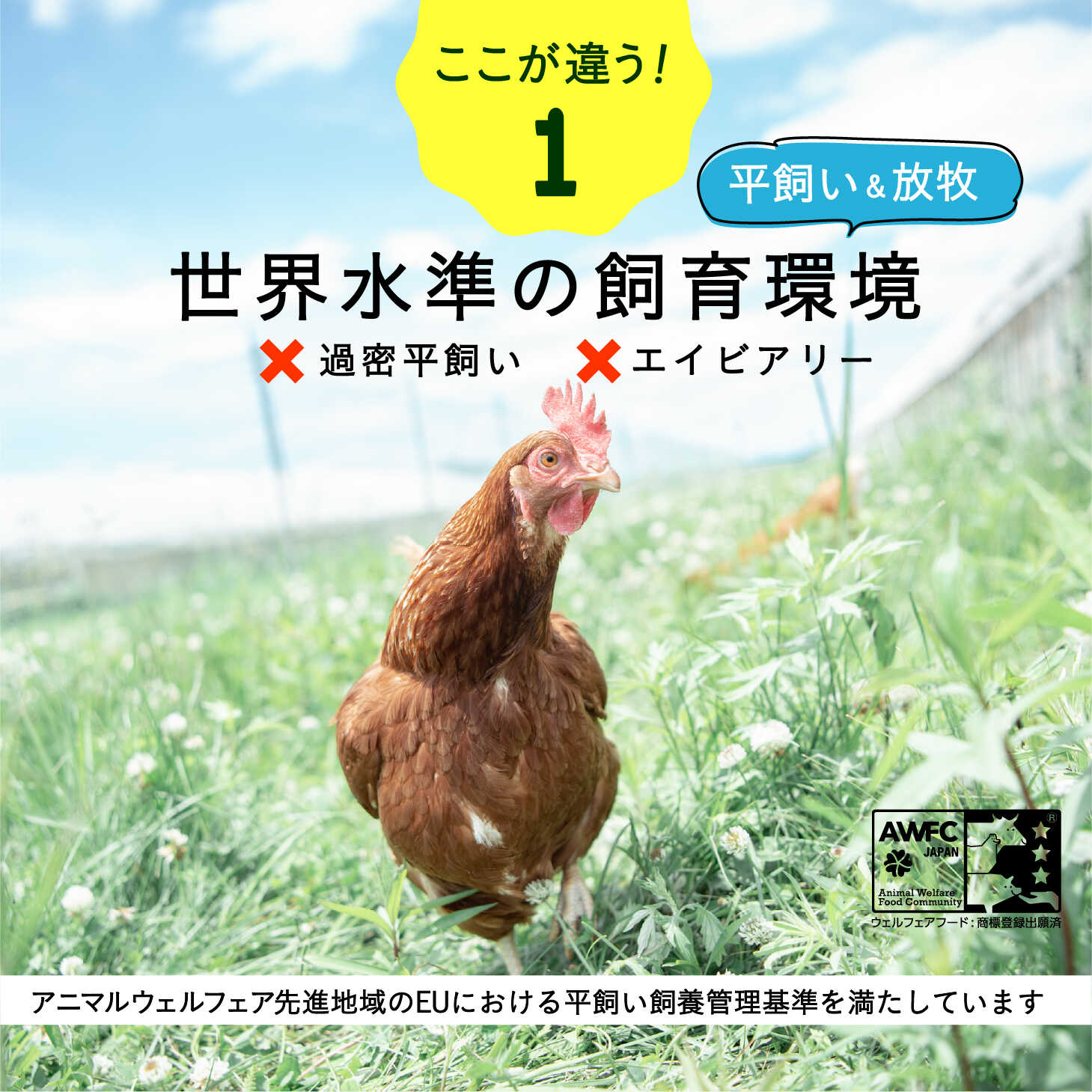 【ふるさと納税】【月2回・全4回定期便】こだわりの無投薬・平飼い有精卵 25個《厚真町》【テンアール株式会社】 たまご 卵 鶏卵 玉子 生卵 平飼い 北海道 定期便[AXAN025]