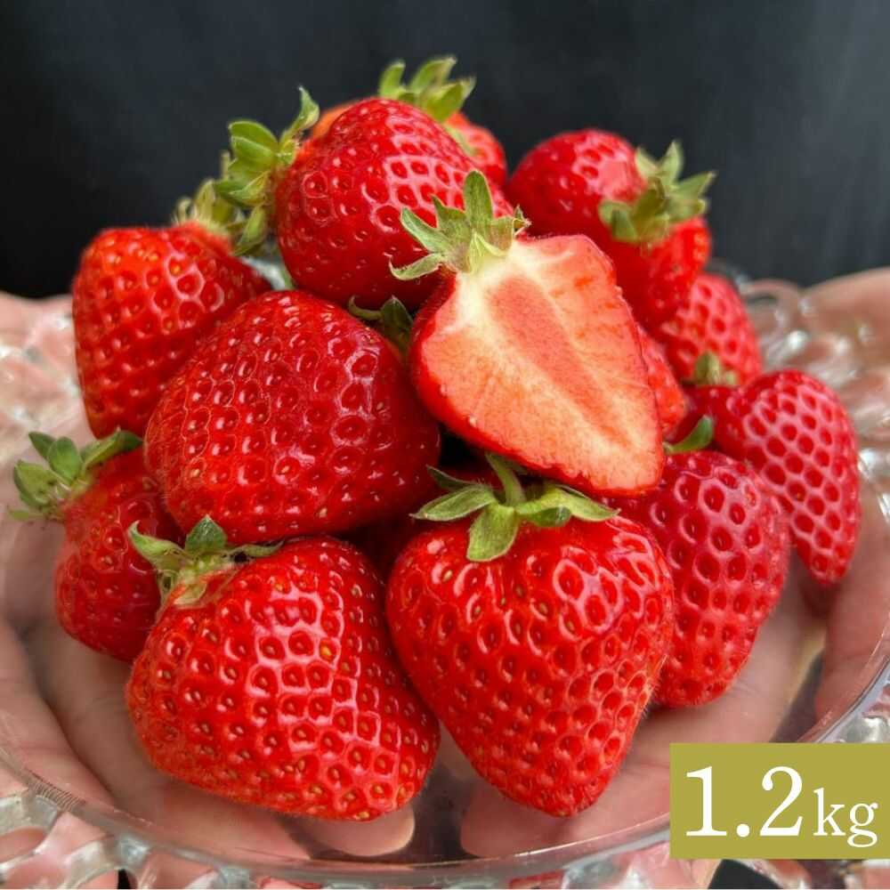 【ふるさと納税】10月以降順次発送！四季成りイチゴ（キッツ信大BS8-9）1200g《厚真町》 【株式会社キッツ】[AXCC002]