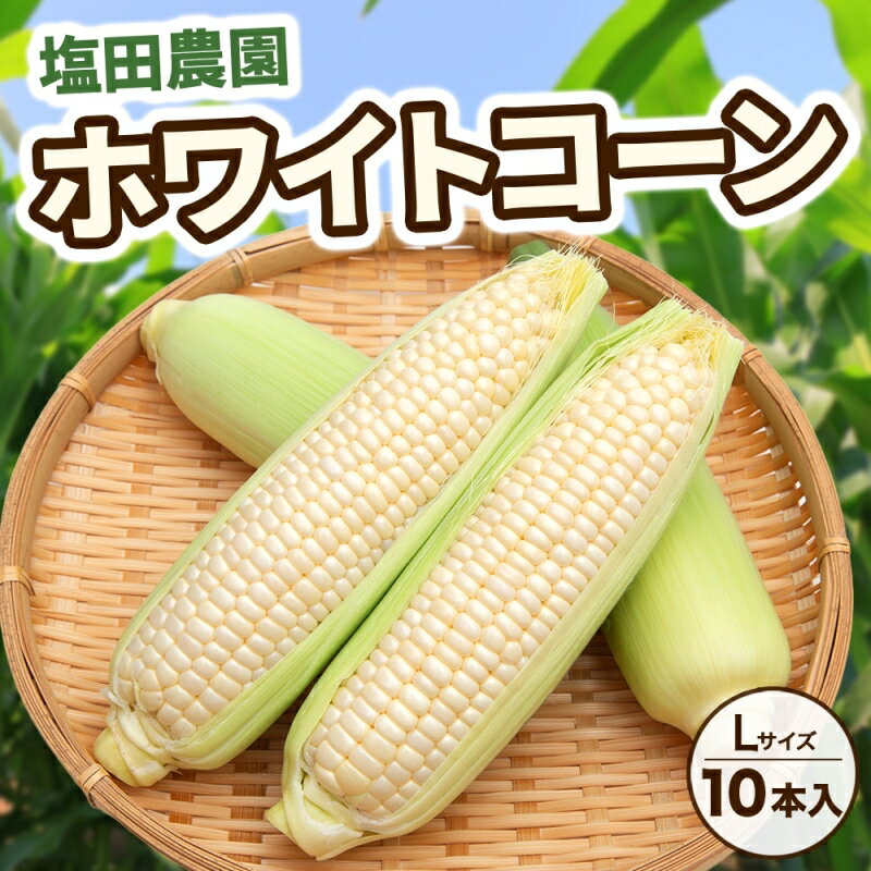 【ふるさと納税】北海道産 ピュアホワイト 白い とうもろこし L 10本 朝採り トウモロコシ コーン とうきび 北海道産 玉蜀黍 甘い 新鮮 旬 夏 産地直送 もぎたて　【野菜・とうもろこし】　お届け：2024年8月中旬～8月下旬まで