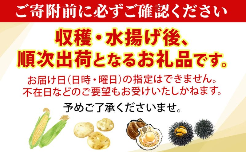 【ふるさと納税】北海道産 白い とうもろこし ピュア ホワイト L 10本 8月中旬～下旬お届け 朝採り トウモロコシ コーン 北海道産 甘い ピュアホワイト 新鮮 先行受付 夏 野菜 産地直送 塩田農園 送料無料 北海道 洞爺湖町 　お届け：2026年8月中旬～8月下旬まで