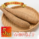 27位! 口コミ数「1件」評価「5」北海道洞爺湖町産　春掘り長芋　約5kg　※2024年4月中旬より順次出荷　【野菜・根菜】　お届け：2024年4月15日～25日頃まで