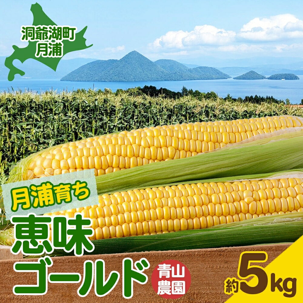 【ふるさと納税】北海道 月浦 めぐみ ゴールド 5kg 先行受付 8月下旬~9月中旬頃にお届け とうもろこしトウモロコシ とうきび 恵味 スイート コーン 旬 野菜 甘い 大粒 人気 朝採り 産地直送 青山農園 送料無料 洞爺湖 お届け:2025年8月下旬~9月中旬頃まで