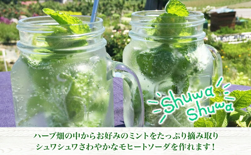 【ふるさと納税】北海道 モヒート ソーダ 作り 体験 ハーブ ミント サイダー ノンアルコール ノンアル オリジナル 天然 リラックス 癒し リラクゼーション 健康 ハーバルランチ 送料無料 洞爺湖 3