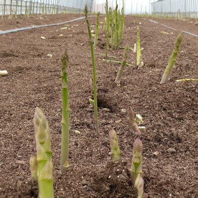 北海道安平町の画像2