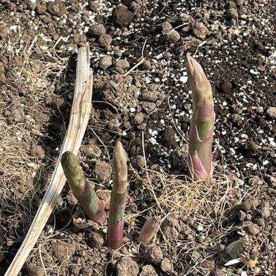 北海道安平町の画像3