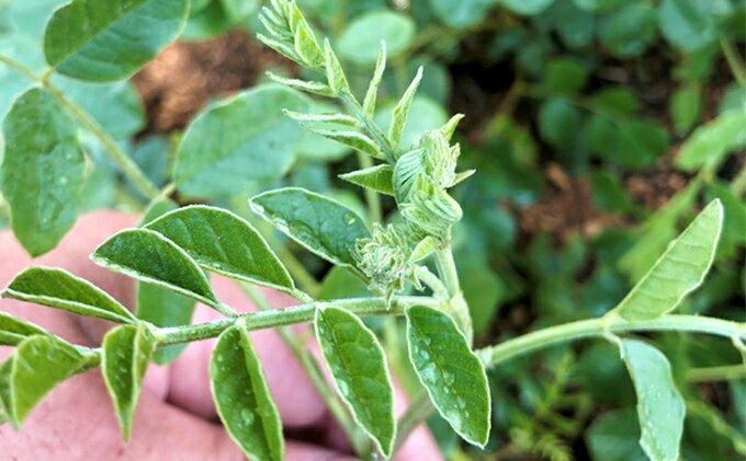 魅力的な ふるさと納税 甘草のど飴 甘草茶セット 大 お菓子 あめ 飴 飲料類 お茶 北海道日高町 Elearning Mammographyed Com