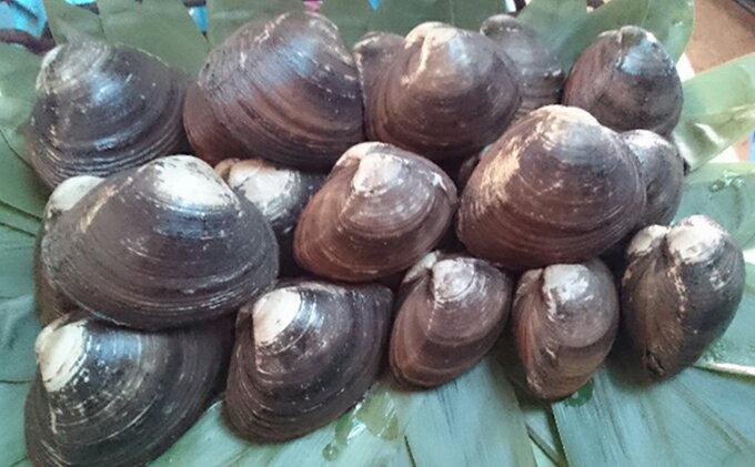 �ڤդ뤵��Ǽ�ǡ۳�ۥå��� 20�� �̳�ƻ ���⻺ �ۥå��� ŷ�� ����ľ�� ������ �̳�ƻ ����Į 2025ǯ11����ܤ��ȯ�������Ϥ���11����ܡ��缡ȯ��