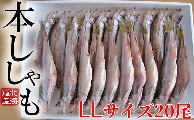 【ふるさと納税】北海道産ししゃも LL 20尾セット　【魚貝類・ししゃも・魚介類・干物・11月のおすすめ】