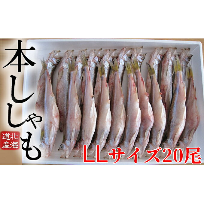 19位! 口コミ数「4件」評価「4」北海道産ししゃも LL 20尾セット　【魚貝類・ししゃも・魚介類・干物・11月のおすすめ】