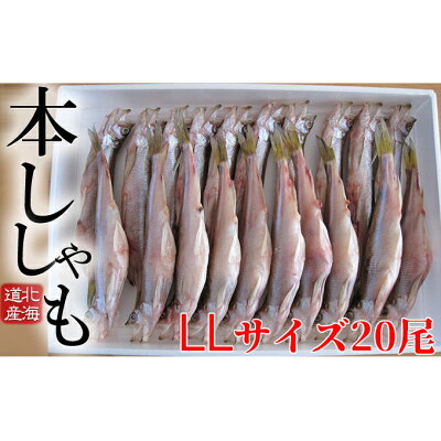 楽天ふるさと納税　【ふるさと納税】北海道産ししゃも LL 20尾セット　【魚貝類・ししゃも・魚介類・干物・11月のおすすめ】
