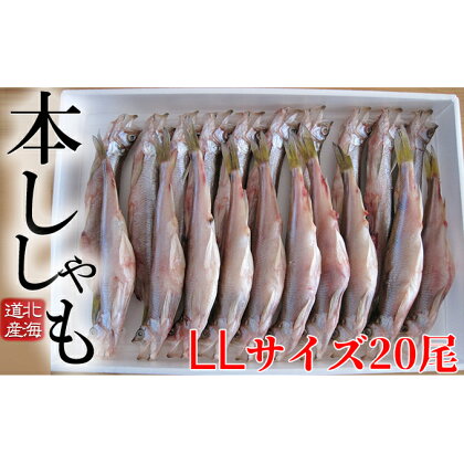 北海道産ししゃも LL 20尾セット　【魚貝類・ししゃも・魚介類・干物・11月のおすすめ】