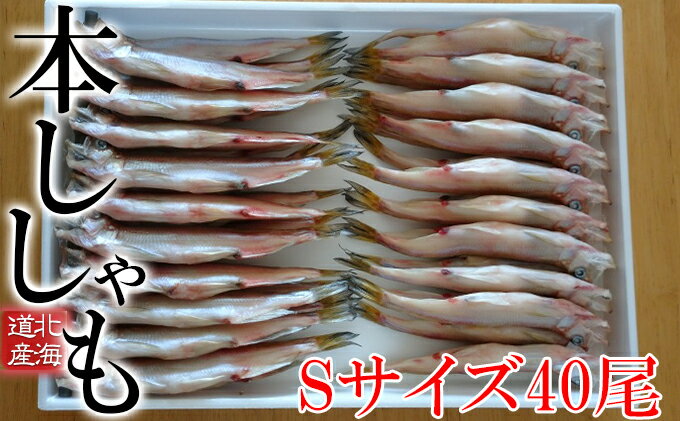 【ふるさと納税】北海道産ししゃもS40尾　北海道産・ししゃも・魚介類・魚貝類・干物