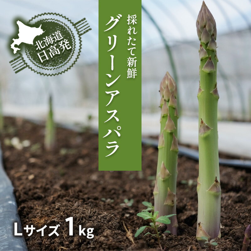【ふるさと納税】L 約1kg グリーンアスパラ < 北海道 日高門別産 > アスパラガス アスパラ 春野菜 春 朝採り 朝採れ 新鮮 農協 JA 直送 野菜 おかず お届け:2025年4月上旬~5月末まで
