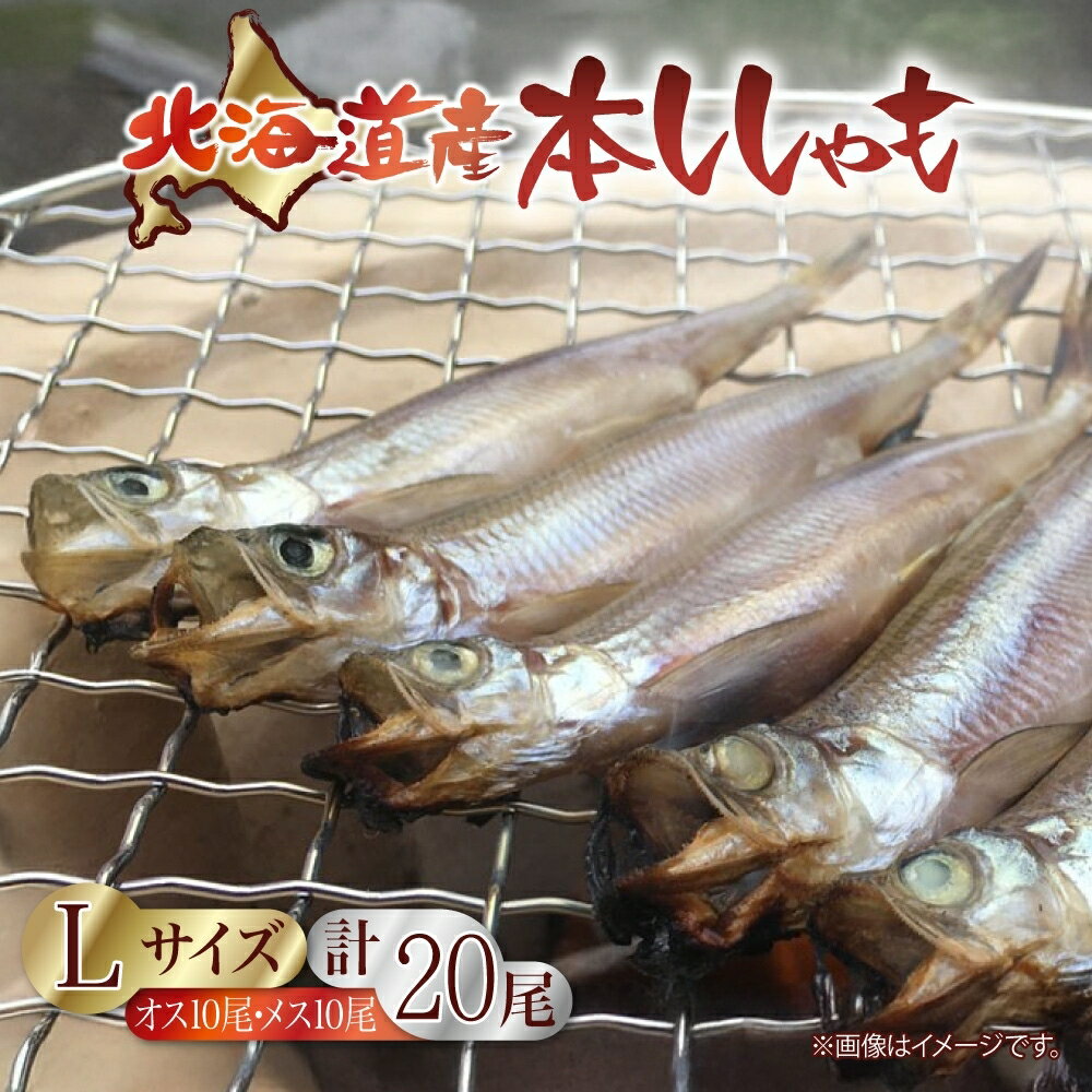 北海道産ししゃも Lサイズ 20尾セット ししゃも セット 北海道 日高町