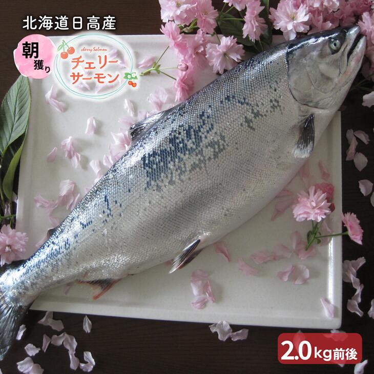 [今が旬!]チェリーサーモン1尾分2.0kg前後(未凍結)[01-951] 北海道 浦河 ふるさと納税 チェリーサーモン 1尾 未凍結 朝穫れ 送料無料