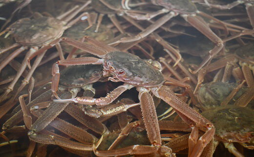 【ふるさと納税】訳あり ゆでオオズワイガニ約1kg(約4尾入)[02-1410]※離島・沖縄県不可※ 北海道 浦河 ふるさと納税 オオズワイガニ カニ ゆで 1kg 漁協直送 冷蔵発送 送料無料