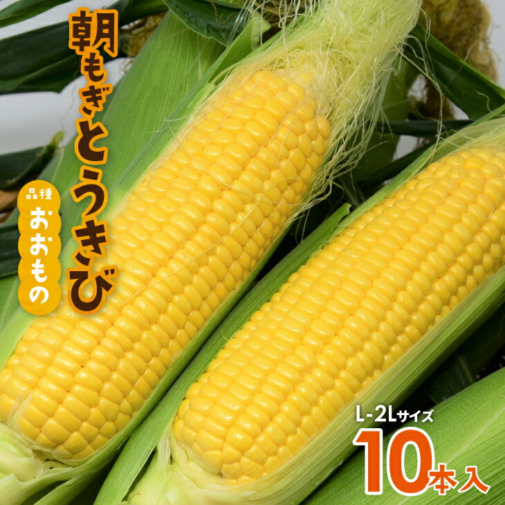 [先行予約受付中!]北海道浦河産 朝もぎとうもろこし「おおもの」10本入[24-1393]※離島・沖縄県発送不可※ 北海道 浦河 ふるさと納税 スイートコーン とうもろこし とうきび 農家直送 甘い 旬 送料無料