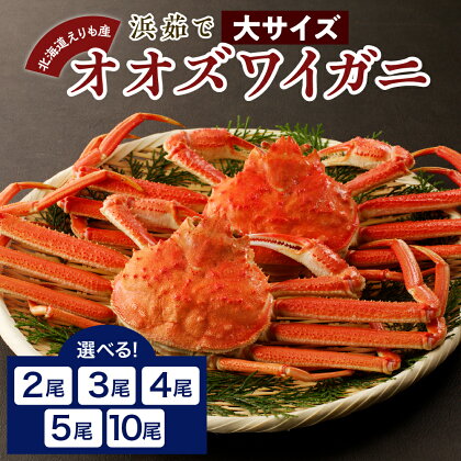 浜茹で オオズワイガニ ( 内容量が選べる 2尾 800g / 3尾 1.2kg / 4尾 1.6kg / 5尾 2kg / 10尾 4kg ) 大ズワイ 大ズワイガニ ズワイガニ ズワイ かに カニ 蟹 魚介 海鮮 海産物 人気 送料無料 国産 道産 北海道産 北海道 えりも産 襟裳