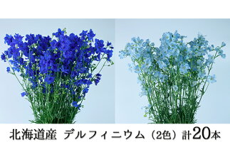 北海道新ひだか町 花束 切花 ふるさと納税 花 観葉植物 お花の産地から直送 北海道産デルフィニウム 2色 計本入 花 花束 インテリア デルフィニウム お花 フラワー スプレータイプ お届け 21年6月1日 21年11月3日 北海道新ひだか町 北海道新ひだか町 花束 切花 ふるさと納税 花 観葉植物 お花の産地から直送 北海道産デルフィニウム 2色 計本入 花 花束 インテリア デルフィニウム お花 フラワー スプレータイプ お届け 21年6月1日 21年11月3日 北海道新ひだか町