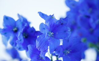 北海道新ひだか町 花束 切花 ふるさと納税 花 観葉植物 お花の産地から直送 北海道産デルフィニウム 2色 計本入 花 花束 インテリア デルフィニウム お花 フラワー スプレータイプ お届け 21年6月1日 21年11月3日 北海道新ひだか町 北海道新ひだか町 花束 切花 ふるさと納税 花 観葉植物 お花の産地から直送 北海道産デルフィニウム 2色 計本入 花 花束 インテリア デルフィニウム お花 フラワー スプレータイプ お届け 21年6月1日 21年11月3日 北海道新ひだか町