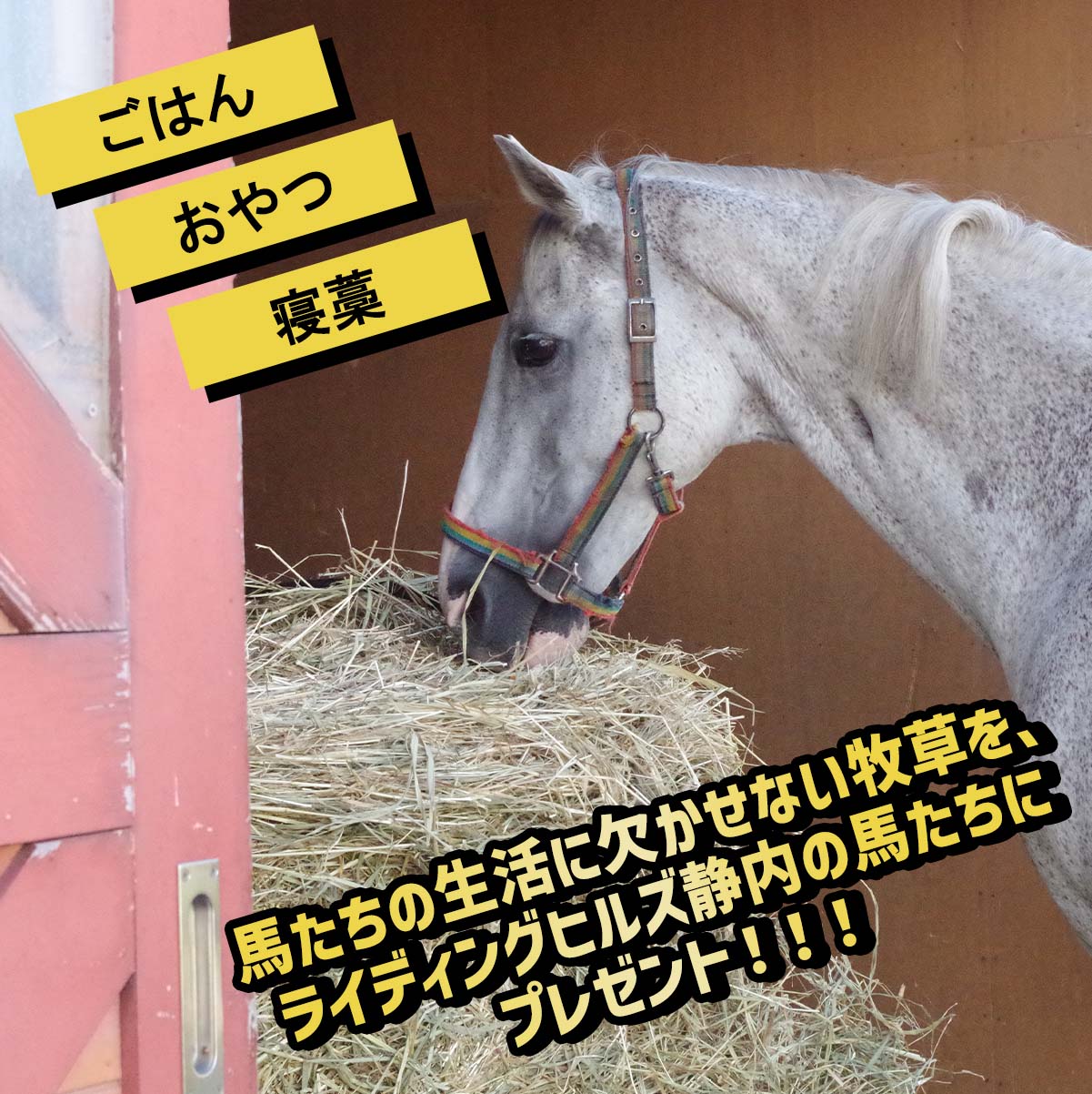 【ふるさと納税】 競走馬のふるさと 北海道 新ひだか町 ライディングヒルズ静内 馬 への 牧草ロール プレゼント 競走馬 うま サラブレッド ポニー 引退馬 牧草 馬産地 北海道 新ひだか町 静内 乗馬 体験 施設 2