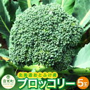 【ふるさと納税】【先行受付】おとふけ産ブロッコリー 5玉 【2025年9月下旬頃より順次発送予定】ブロッコリー やさい 野菜 緑黄色野菜 セット 冷蔵 国産 北...