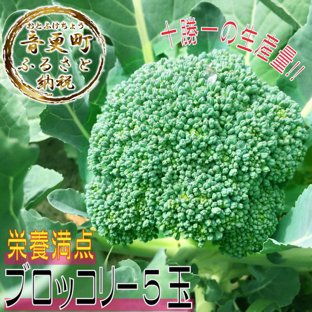 [先行受付]おとふけ産ブロッコリー 5玉 ブロッコリー ぶろっこりー やさい 野菜 緑黄色野菜 セット 冷蔵 [9月下旬ごろより順次発送] 北海道 音更町 送料無料