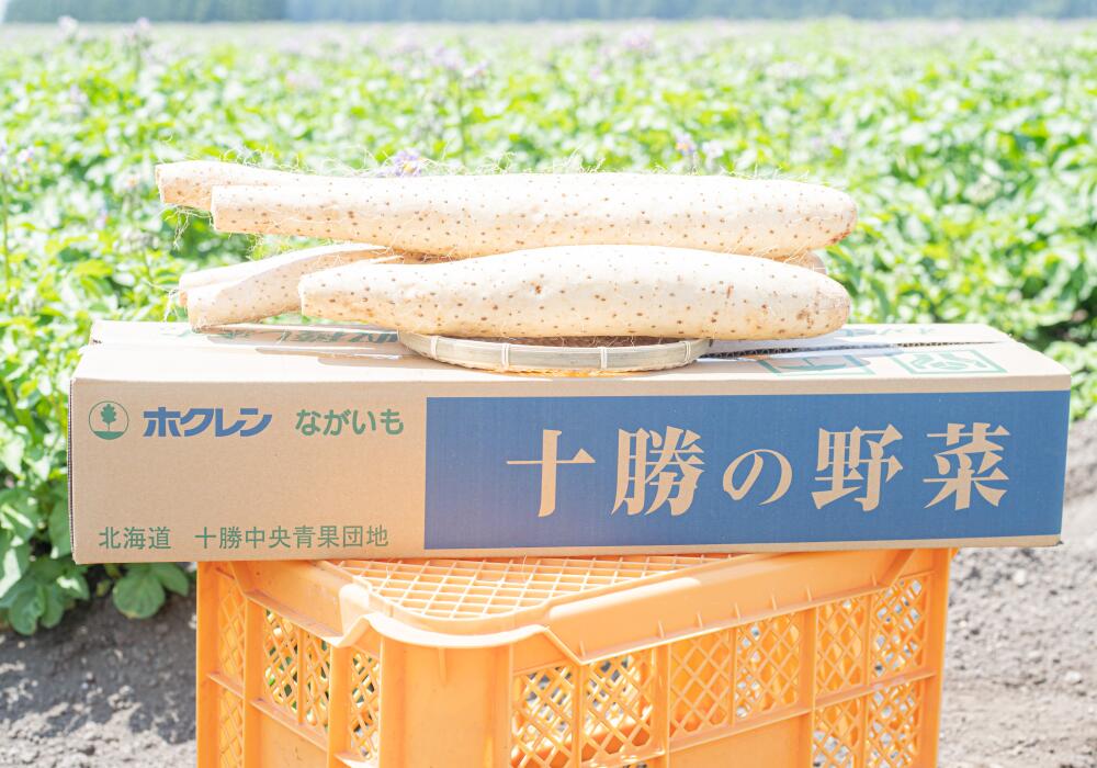 【ふるさと納税】JAおとふけ長いも 5kg 6本 2Lサイズ 長いも 長芋 ながいも 芋 いも イモ お芋 おいも 根菜 やさい 野菜 十勝 冷蔵 北海道 音更町 送料無料