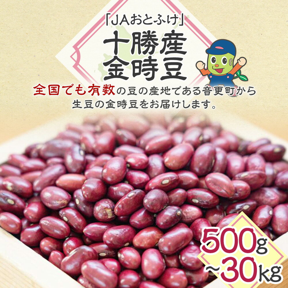 【ふるさと納税】【令和7年産】 「JAおとふけ」金時豆 ＜選べる容量＞ 500g 1kg 2kg 5kg 10kg 30kg 金時豆 きんときまめ 豆 お豆 まめ 生豆 料理 食物繊維 ポリフェノール 十勝 常温 北海道 音更町 送料無料
