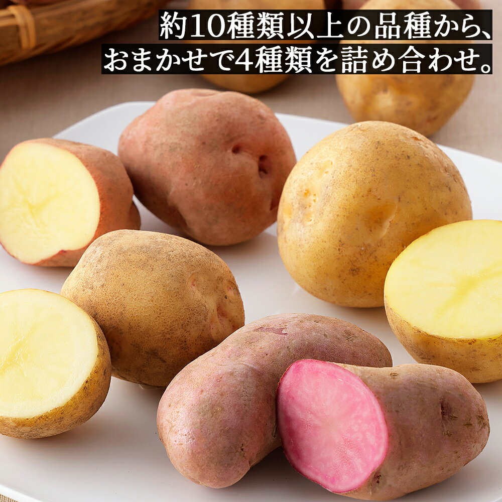 【ふるさと納税】北海道産 おまかせ じゃがいも 4種セット 10kg 北海道 上士幌町 加藤農場 野菜 馬鈴薯 詰め合わせ 産地直送 レビューキャンペーン対象品 ◆2025年12月配送