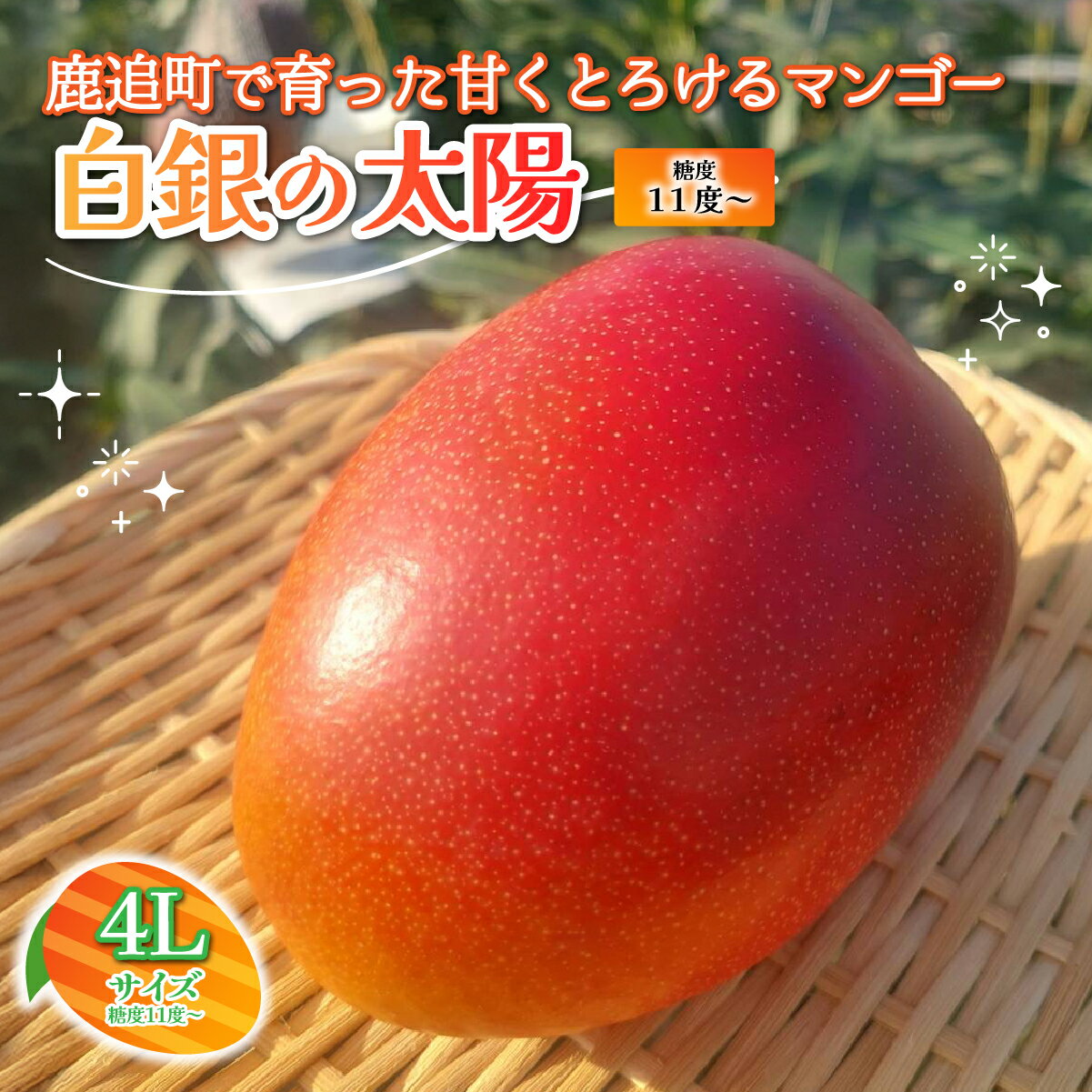 ̳ƻĮ㤨֡ڤդ뤵Ǽǡ̳ƻɻۡ11?ˡ4L1̡ դ뤵Ǽ ͵  󥭥 ޥ󥴡 ޥ󥴡ե롼 ʪ  ̼ ե롼 ϥݥޥ󥴡 ̳ƻ Į ̵  SKZ013פβǤʤ55,000ߤˤʤޤ