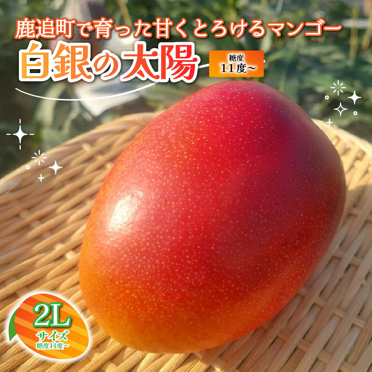 北海道鹿追産 白銀の太陽(糖度11度〜) 2L×1玉[ ふるさと納税 人気 おすすめ ランキング マンゴー マンゴーフルーツ 果物 くだもの 果実 フルーツ ハウス栽培マンゴー 北海道 鹿追町 送料無料 ]