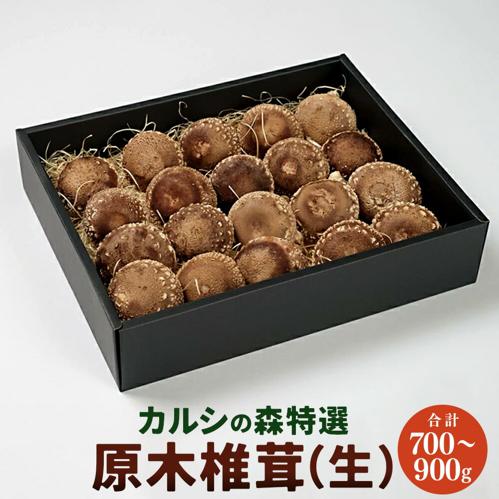 カルシの森特選 原木椎茸(生) 椎茸 しいたけ シイタケ 生椎茸[Y-1301]