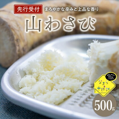 先行予約【2024年11月より配送】なまら十勝野の 山わさび 500g 山葵 西洋わさび ホースラディッシュ 先行受付 北海道 十勝 芽室町