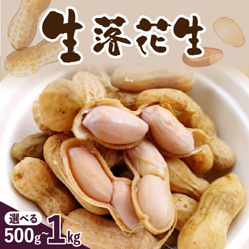 【ふるさと納税】【先行予約】生落花生(洗い)500g 1kg 内容量が選べる 落花生豆 ピーナッツ おつまみ おやつ 冷蔵便 送料無料 北海道 十勝 芽室町 【ふるさと納税】【先行予約】生落花生(洗い)500g 1kg 内容量が選べる 落花生豆 ピーナッツ おつまみ おやつ 冷蔵便 送料無料 北海道 十勝 芽室町