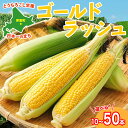 【ふるさと納税】【 2025年分 先行予約 】とうもろこし ゴールドラッシュ ( 選べる 10 20 30 50本 ) トウモロコシ コーン とうきび イエロー...