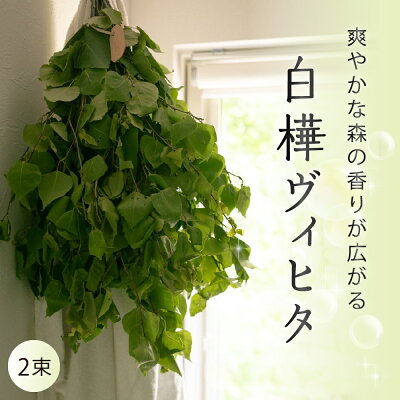 楽天ふるさと納税　【ふるさと納税】【先行受付】北海道芽室町産「白樺ヴィヒタ」2束サウナグッズ バスグッズ ビヒタ 健康 森林浴 インテリア スワッグ 装飾 送料無料 北海道 十勝 芽室町 送料無料