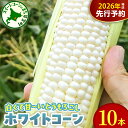 【ふるさと納税】【先行予約】2026年産 とうもろこし 北海道産 ホワイトコーン 10本 セット L ~ 2L 【2026年8月10日~8月下旬配送】 白色 コーン 朝採り 産地直送 とうきび 甘い 生 野菜 産地直送 冷蔵 送料無料 期間限定 数量限定 人気 おすすめ 北海道 十勝 芽室町