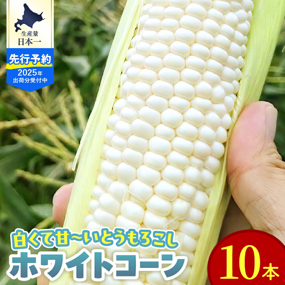 とうもろこし ホワイトコーン 10本 Lサイズ〜2Lサイズ [2025年8月上旬より順次発送]/ コーン 朝どれ とうきび 甘い 野菜 白色 セット 産地直送 送料無料 期間限定 数量限定 人気 おすすめ 北海道産 北海道 十勝 芽室町