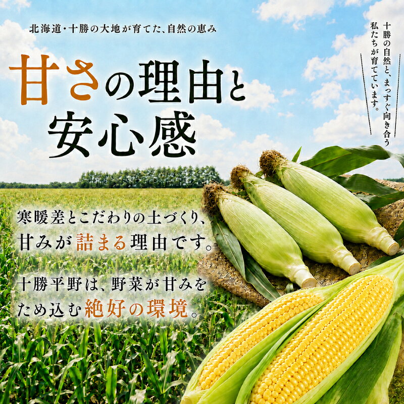 【ふるさと納税】［先行予約/2026年］もぎたてとうもろこし黄10本 [北海道ホープランド農場]【 とうきび トウモロコシ とうもろこし 野菜 夏野菜 フルーツ 北海道 十勝 幕別 】 　お届け：2026年8月下旬～2026年9月下旬 f016438-makubetsu-10000627 北海道幕別町 サンプル画像3