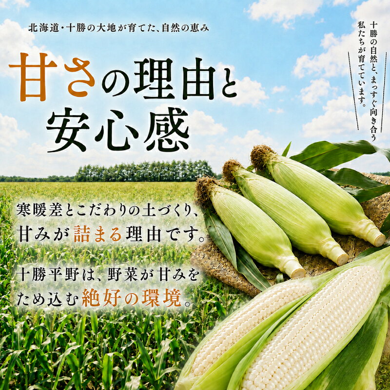 【ふるさと納税】［先行予約/2027年］もぎたてとうもろこし白18～20本 [北海道ホープランド農場]【 とうきび トウモロコシ とうもろこし 野菜 夏野菜 フルーツ 北海道 十勝 幕別 】 　お届け：2027年8月下旬～2027年9月下旬 f016438-makubetsu-10000203 北海道幕別町 サンプル画像3