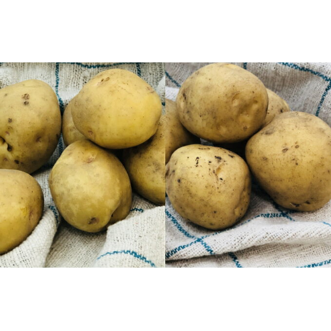 【ふるさと納税】北海道十勝幕別産 じゃがいも インカのめざめと北あかり詰合せ 約10kg【2023年11月出荷開始】　【野菜・じゃがいも・ジャガイモ・セット・詰合せ・インカのめざめ・北あかり】　お届け：2023年11月上旬〜2024年3月下旬のサムネイル