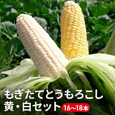 【ふるさと納税】もぎたてとうもろこし黄・白セット16〜18本【十勝幕別 北海道ホープランド農場】［2022年9月出荷開始］　【野菜・とうもろこし】　お届け：2023年9月上旬〜2023年10月上旬のサムネイル