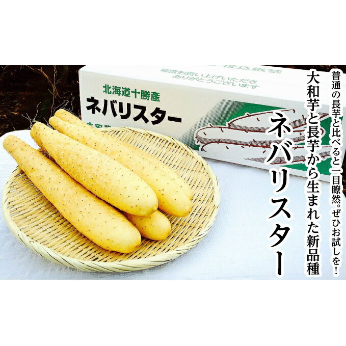 49位! 口コミ数「0件」評価「0」十勝幕別町産〈長芋の新品種〉ネバリスター3kg L～3Lサイズ 贈答用 化粧箱［本田農場］　【 野菜 長芋 大和芋 とろろ とろろ芋 山芋 ･･･ 