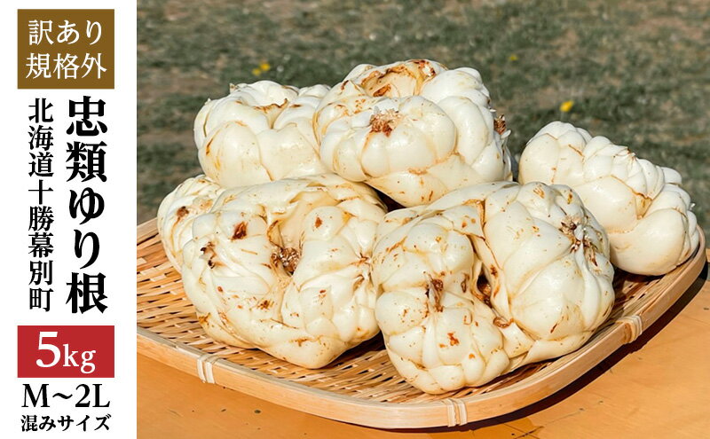 【ふるさと納税】【規格外】十勝幕別 忠類ゆり根 5kg（M～2L）30～50玉【 北海道 幕別町 忠類 十勝 高級食材 お正月 料理 大容量 訳あり 】