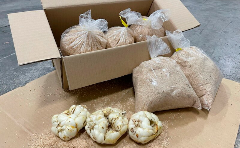 【ふるさと納税】【規格外】十勝幕別 忠類ゆり根 5kg（M～2L）30～50玉【 北海道 幕別町 忠類 十勝 高級食材 お正月 料理 大容量 訳あり 】