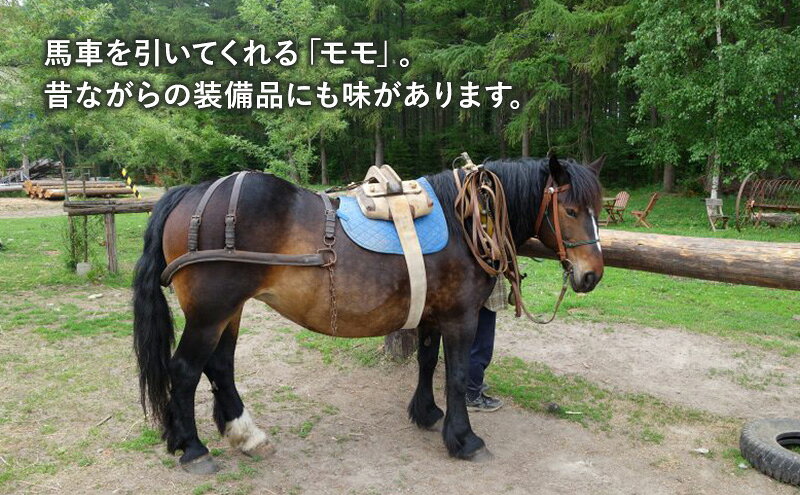 【ふるさと納税】【北海道 十勝 幕別町 】十勝開拓の礎 牧草馬車にゆられて［ ペア チケット ］【 牧場 見学 ツアー 体験型 旅 旅行 イベント 夏休み 自由研究 移住 自然 放牧 ガイド 北海道 十勝 幕別 】 f016438-makubetsu-10001128 北海道幕別町 サンプル画像3