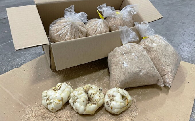 【ふるさと納税】【規格外】十勝幕別 忠類ゆり根 4kg（M～2L）24～40玉［JA忠類］9月～3月発送限定【 北海道 幕別町 忠類 十勝 高級食材 お正月 料理 訳あり 】 野菜 ゆりね 北海道産 ワケあり　お届け：9月～3月発送限定